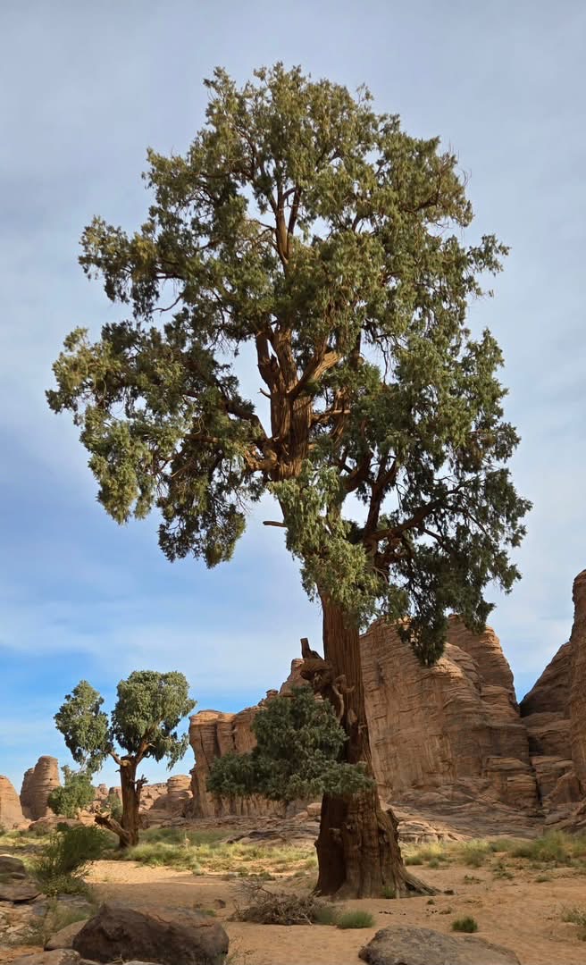 Tassili n'Ajjer Sefar 4